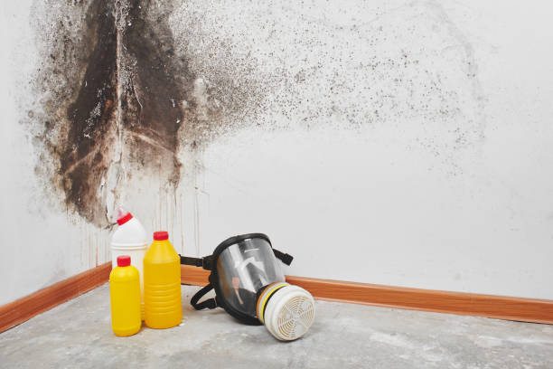 Best Attic Mold Remediation in Ionia, MI