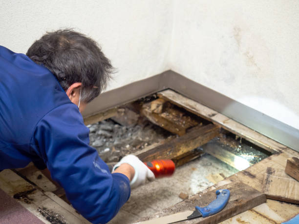 Best Post-Remediation Services in Ionia, MI
