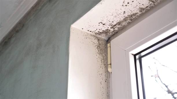 Best Mold Testing and Inspection Services in Ionia, MI