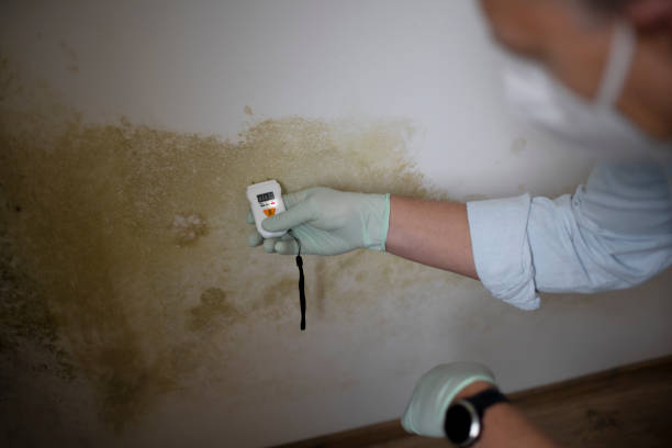 Ionia, MI Mold Remediation Company