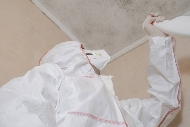 Best Residential Mold Remediation in Ionia, MI