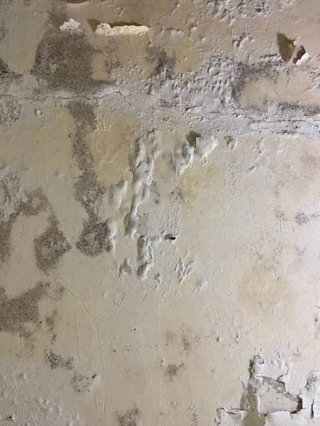 Best Insurance-Related Mold Remediation in Ionia, MI