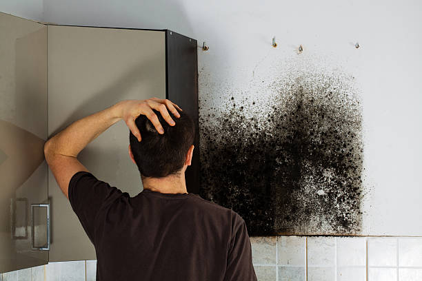 Best Localized Mold Remediation (e.g., coastal areas, humid climates) in Ionia, MI