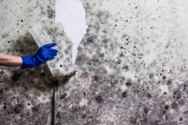 Best Kitchen Mold Remediation in Ionia, MI