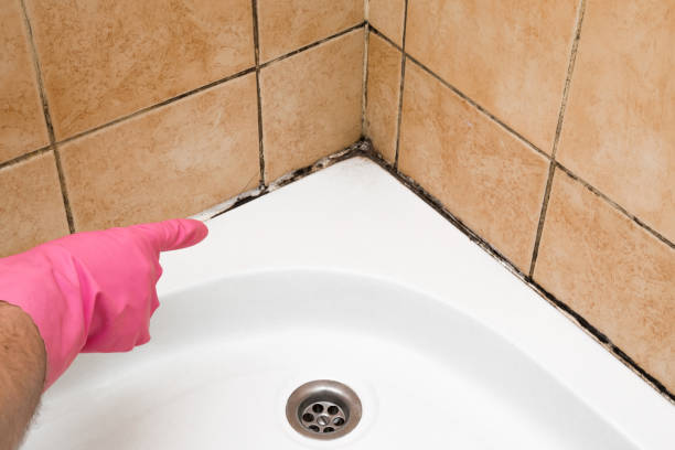Best Attic Mold Remediation in Ionia, MI